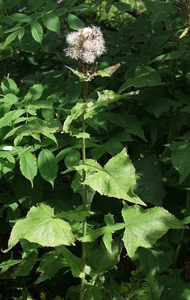 Pflanzenbild gross Alpen-Milchlattich - Cicerbita alpina