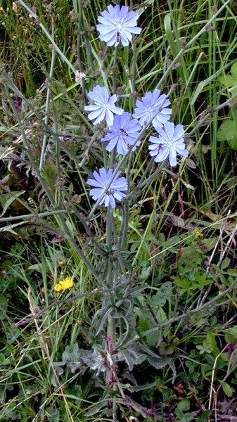 Pflanzenbild gross Wegwarte - Cichorium intybus