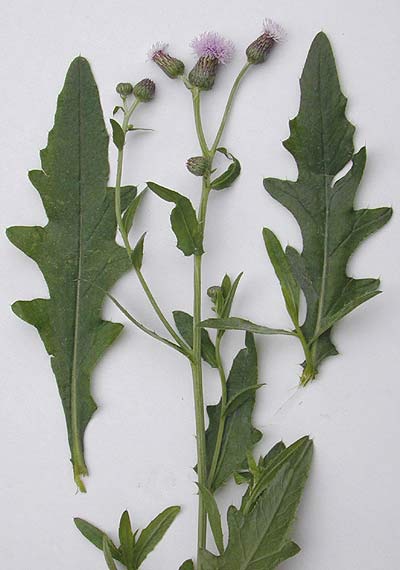 Pflanzenbild gross Acker-Kratzdistel - Cirsium arvense