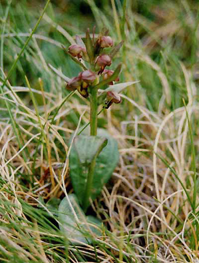 Pflanzenbild gross Grüne Hohlzunge - Coeloglossum viride
