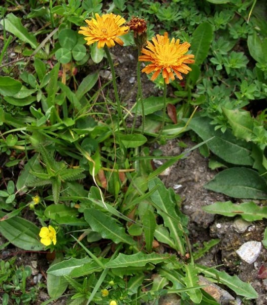 Pflanzenbild gross Gold-Pippau - Crepis aurea