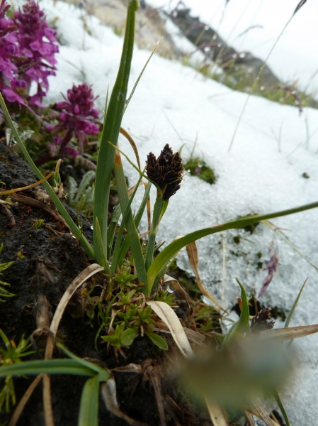 Pflanzenbild gross Kleine Trauer-Segge - Carex parviflora