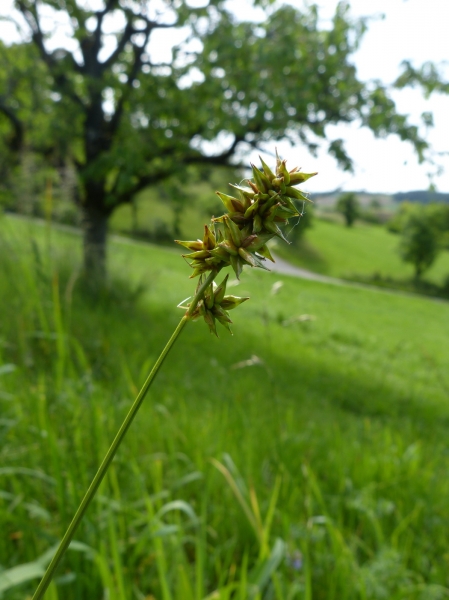 Pflanzenbild gross Stachel-Segge - Carex muricata aggr.