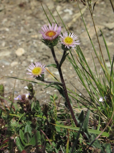 Pflanzenbild gross Alpen-Berufkraut - Erigeron alpinus