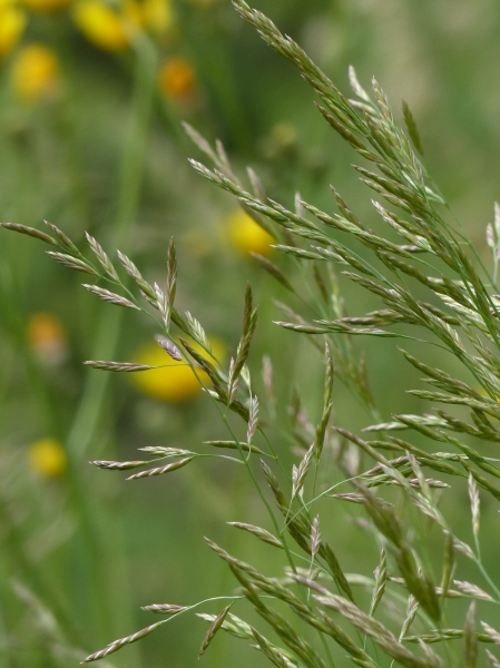 Pflanzenbild gross Wiesen-Schwingel - Festuca pratensis