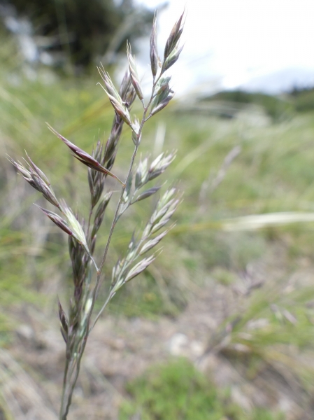 Pflanzenbild gross Walliser Schwingel - Festuca valesiaca