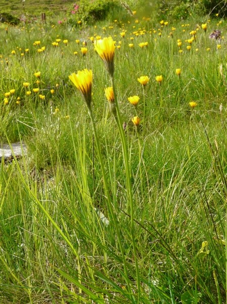 Pflanzenbild gross Schweizer Milchkraut - Leontodon helveticus
