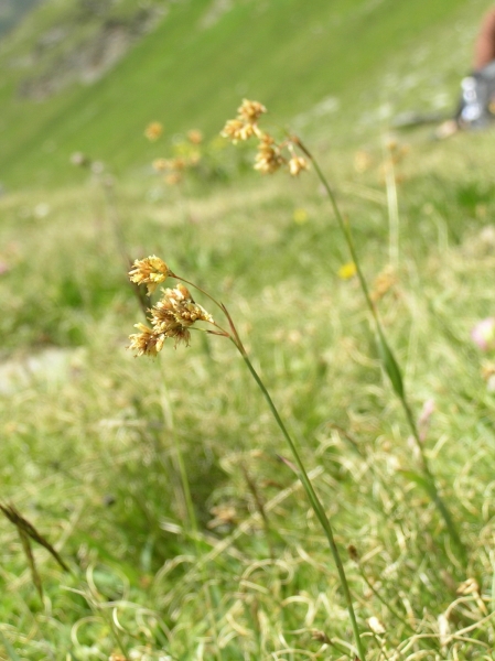 Pflanzenbild gross Gelbe Hainsimse - Luzula lutea