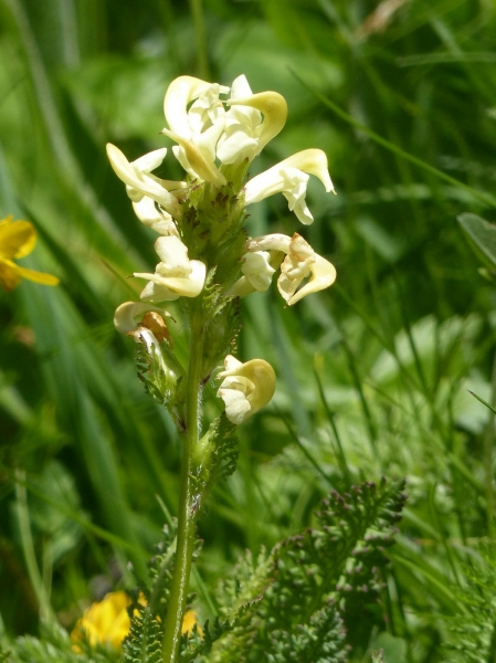 Pflanzenbild gross Knolliges Läusekraut - Pedicularis tuberosa