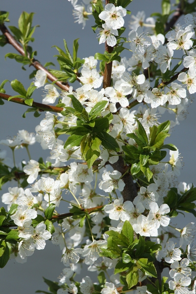 Pflanzenbild gross Wilder Birnbaum - Pyrus pyraster