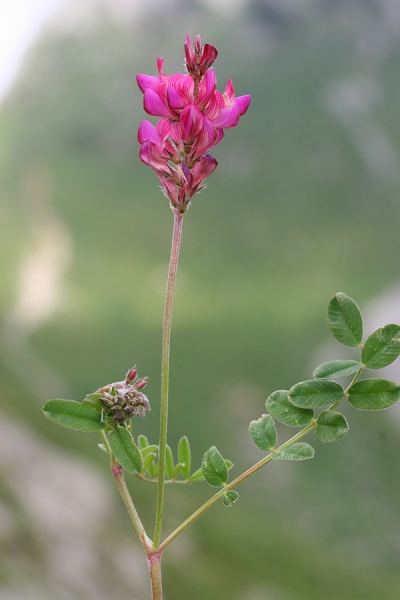 Pflanzenbild gross Berg-Esparsette - Onobrychis montana