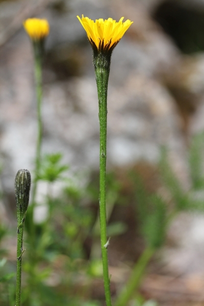 Pflanzenbild gross Schweizer Milchkraut - Leontodon helveticus