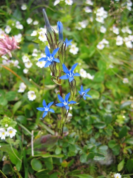 Pflanzenbild gross Schnee-Enzian - Gentiana nivalis