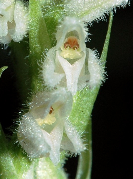Pflanzenbild gross Moosorchis - Goodyera repens