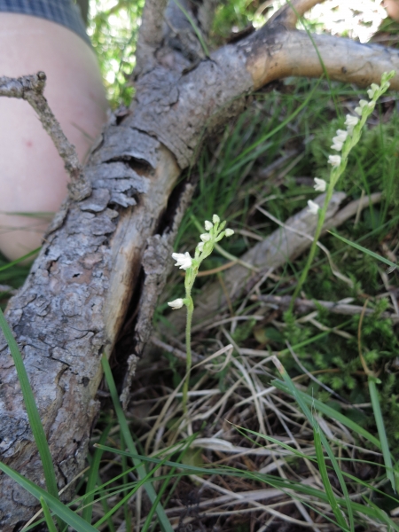 Pflanzenbild gross Moosorchis - Goodyera repens