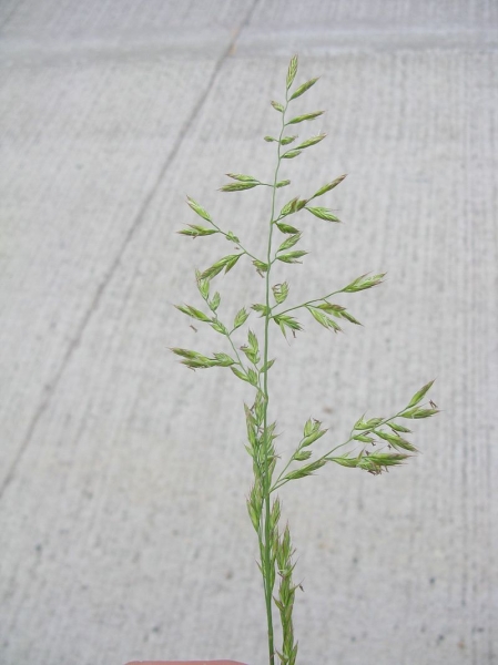 Pflanzenbild gross Rohr-Schwingel - Festuca arundinacea