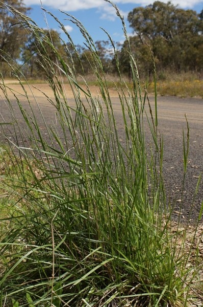 Pflanzenbild gross Rohr-Schwingel - Festuca arundinacea