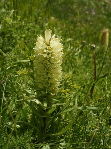 Pflanzenbild gross Straussblütige Glockenblume - Campanula thyrsoides