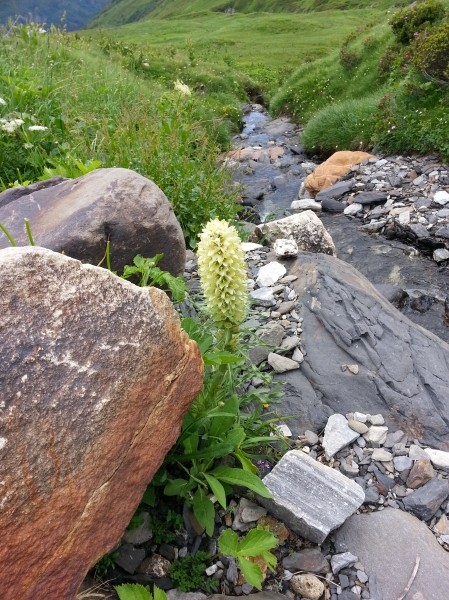Pflanzenbild gross Straussblütige Glockenblume - Campanula thyrsoides