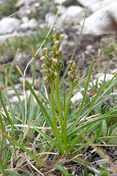 Pflanzenbild gross Zwergorchis - Chamorchis alpina