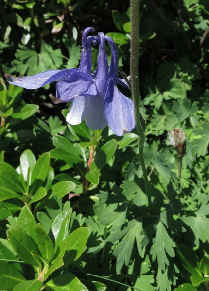 Pflanzenbild gross Alpen-Akelei - Aquilegia alpina