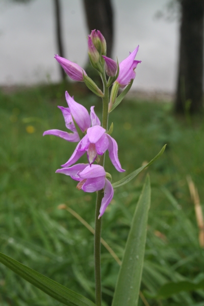 Pflanzenbild gross Rotes Waldvögelein - Cephalanthera rubra