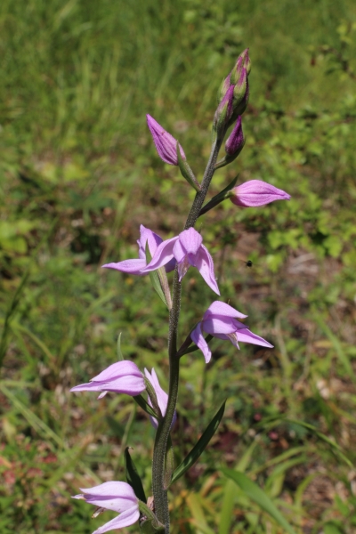 Pflanzenbild gross Rotes Waldvögelein - Cephalanthera rubra