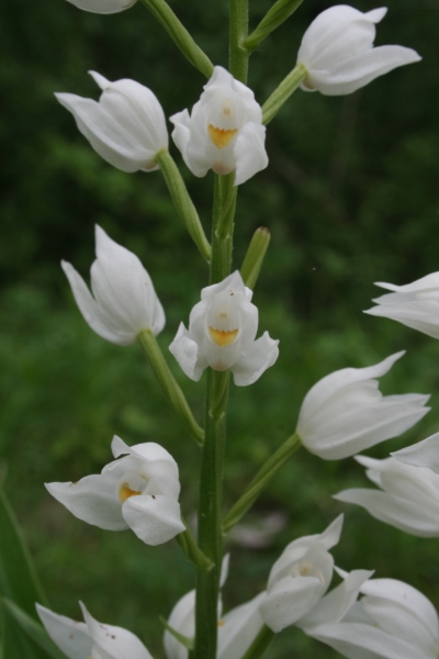 Pflanzenbild gross Langblättriges Waldvögelein - Cephalanthera longifolia