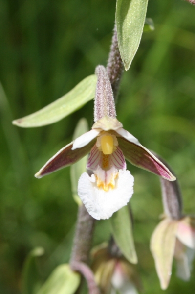 Pflanzenbild gross Sumpf-Stendelwurz - Epipactis palustris