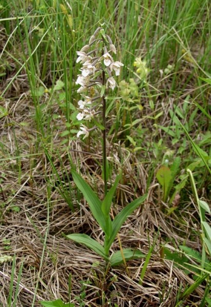 Pflanzenbild gross Sumpf-Stendelwurz - Epipactis palustris