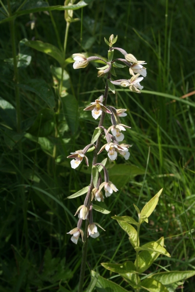 Pflanzenbild gross Sumpf-Stendelwurz - Epipactis palustris