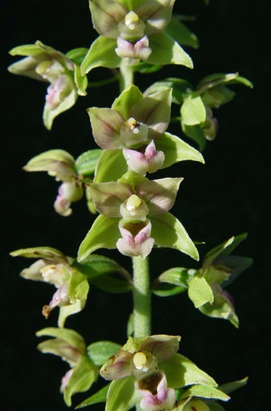 Pflanzenbild gross Gewöhnliche Breitblättrige Stendelwurz - Epipactis helleborine