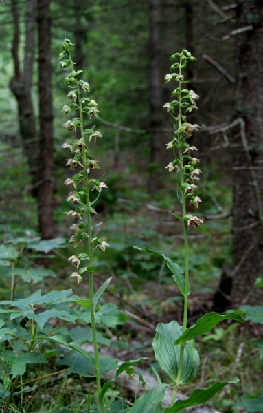 Pflanzenbild gross Gewöhnliche Breitblättrige Stendelwurz - Epipactis helleborine