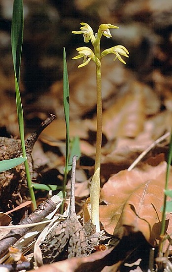 Pflanzenbild gross Korallenwurz - Corallorhiza trifida