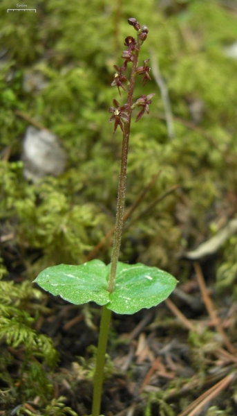 Pflanzenbild gross Kleines Zweiblatt - Listera cordata