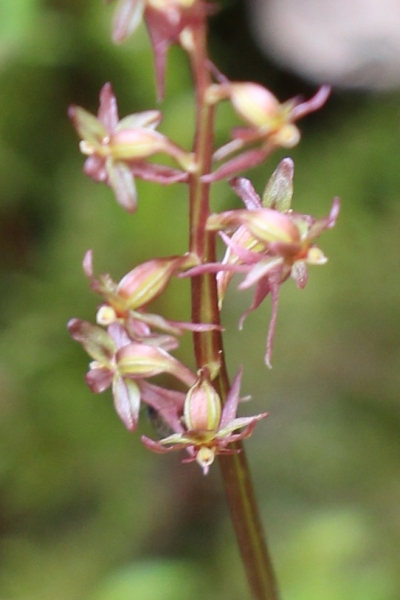 Pflanzenbild gross Kleines Zweiblatt - Listera cordata
