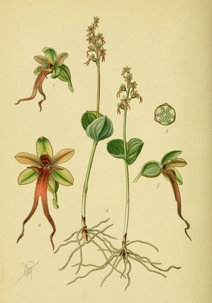 Pflanzenbild gross Kleines Zweiblatt - Listera cordata