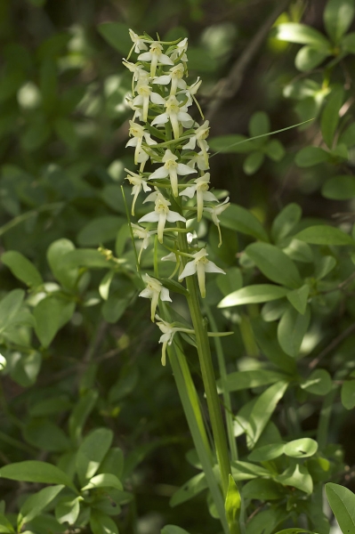 Pflanzenbild gross Grünliches Breitkölbchen - Platanthera chlorantha