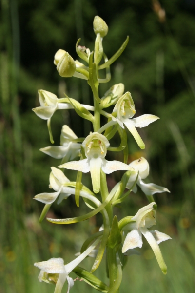 Pflanzenbild gross Grünliches Breitkölbchen - Platanthera chlorantha