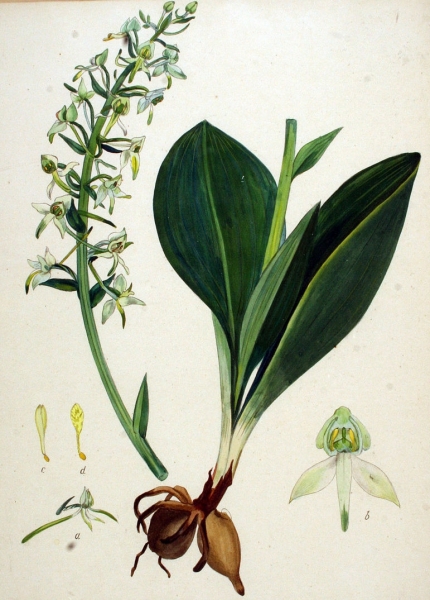 Pflanzenbild gross Grünliches Breitkölbchen - Platanthera chlorantha