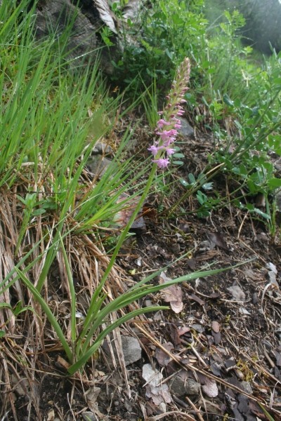 Pflanzenbild gross Wohlriechende Handwurz - Gymnadenia odoratissima