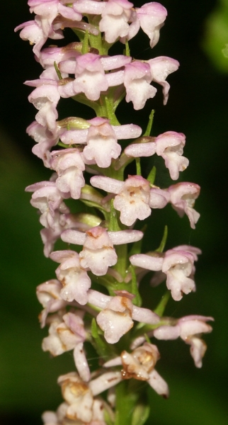 Pflanzenbild gross Wohlriechende Handwurz - Gymnadenia odoratissima