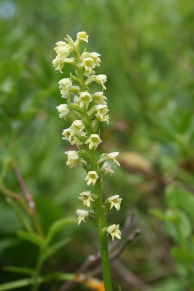 Pflanzenbild gross Weisszunge - Pseudorchis albida