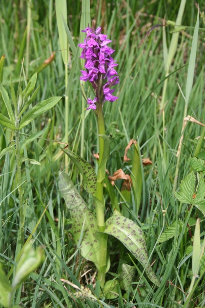 Pflanzenbild gross Breitblättrige Fingerwurz - Dactylorhiza majalis