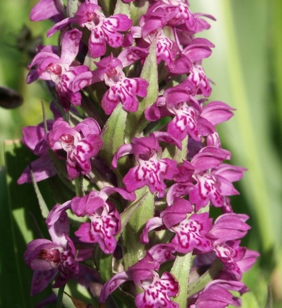 Pflanzenbild gross Breitblättrige Fingerwurz - Dactylorhiza majalis