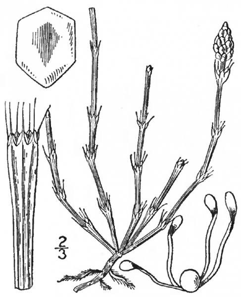 Pflanzenbild gross Bunter Schachtelhalm - Equisetum variegatum