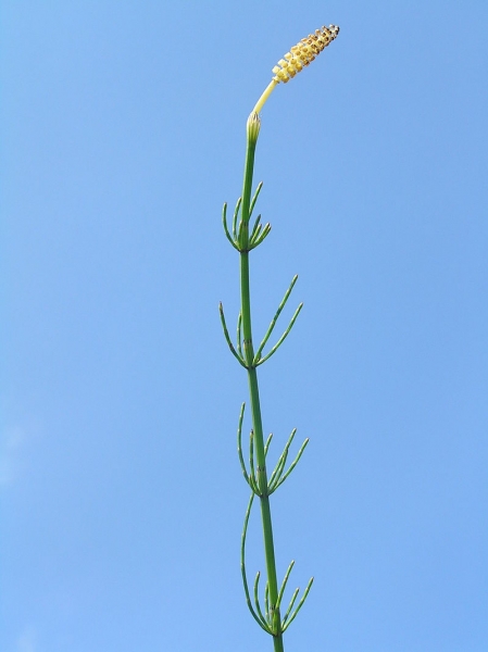 Pflanzenbild gross Sumpf-Schachtelhalm - Equisetum palustre