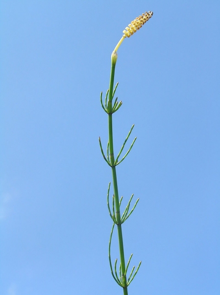 Pflanzenbild gross Sumpf-Schachtelhalm - Equisetum palustre