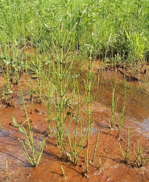 Pflanzenbild gross Sumpf-Schachtelhalm - Equisetum palustre