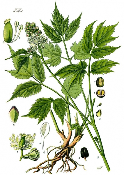 Pflanzenbild gross Christophskraut - Actaea spicata